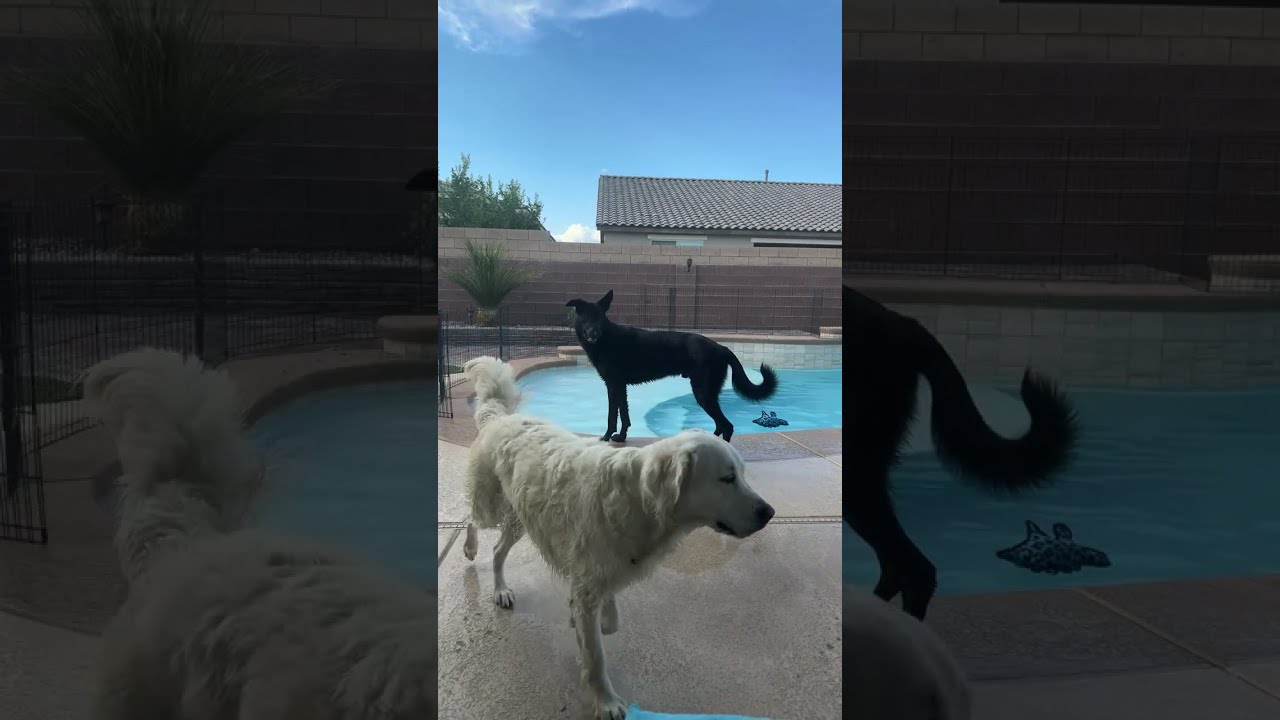 Viva Paws Vegas - that Friday feeling! #15