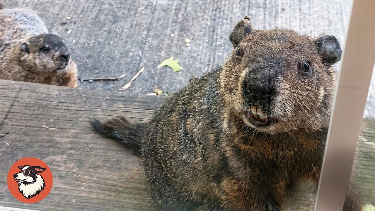Groundhog Brings His Baby To Visit His Human Friend