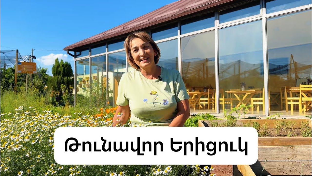 Օգտակար և թունավոր երիցուկ: #երիցուկ #նունեսարուխանյան