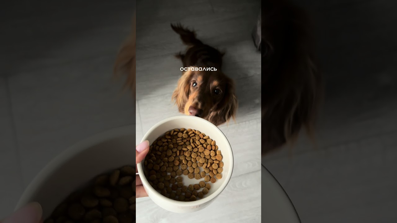 3 правила кормления 🐶 WB: #551504593 - масло лосося