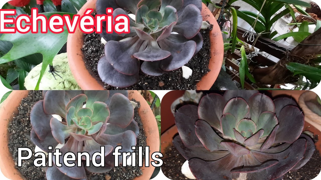 Echevéria paitend frills , sua beleza e muito mais