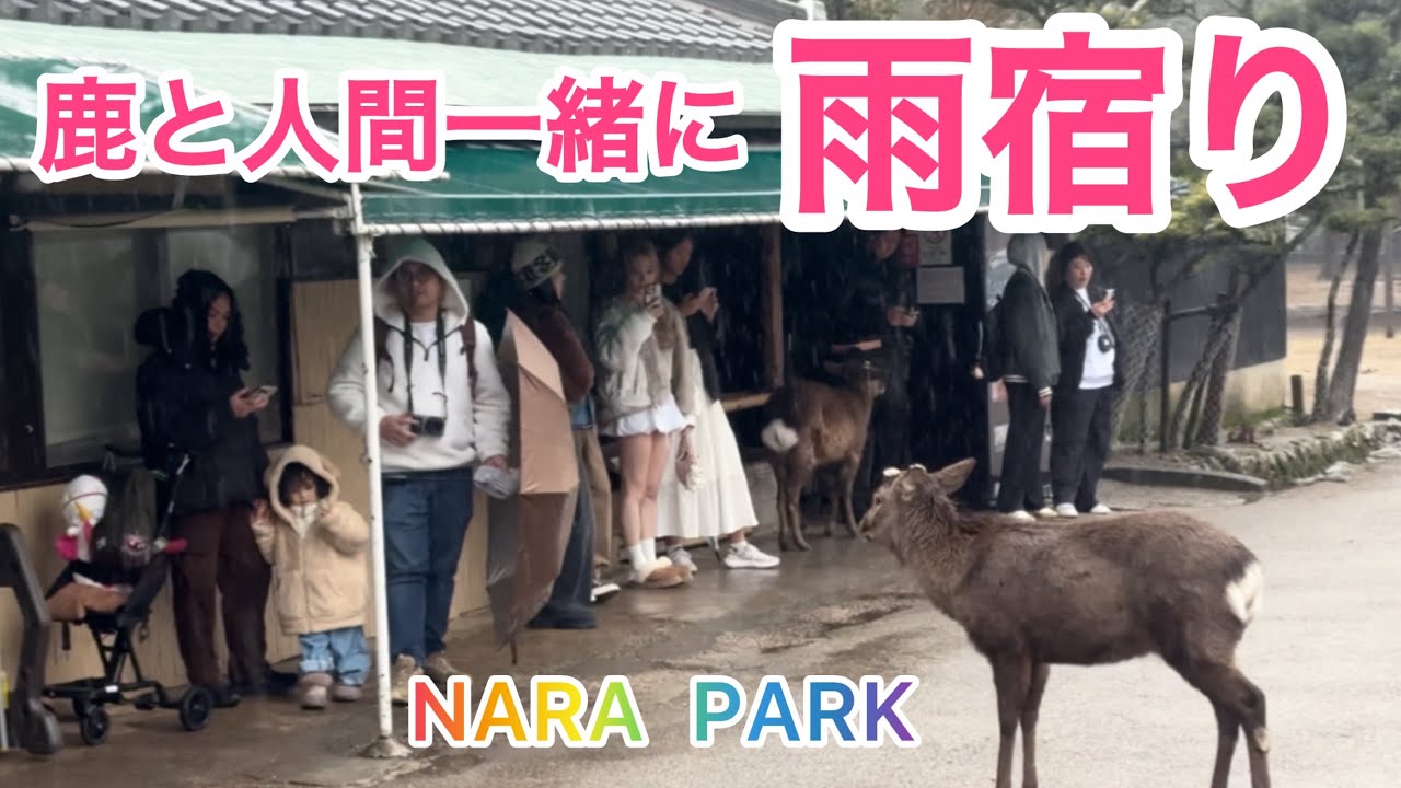 世界でも話題の鹿と人間一緒に雨宿り☔奈良公園🫎