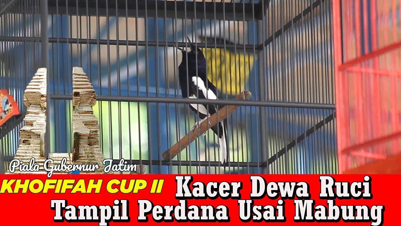 Khofifah Cup 2 Surabaya - Aksi Kacer Dewa Ruci Dikelas Grahadi B