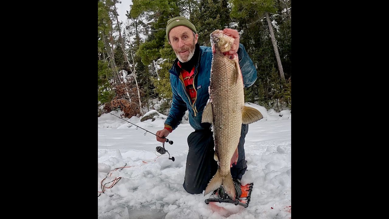 Let’s Catch and Grill some Whitefish! Tastiest Fish in the Boundary Waters…