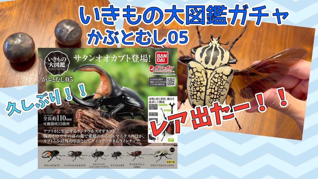 【ガチャガチャ】かぶとむし05 いきもの大図鑑 ２回でレア出た！ゴライアスオリエンタリス！！beetle4 