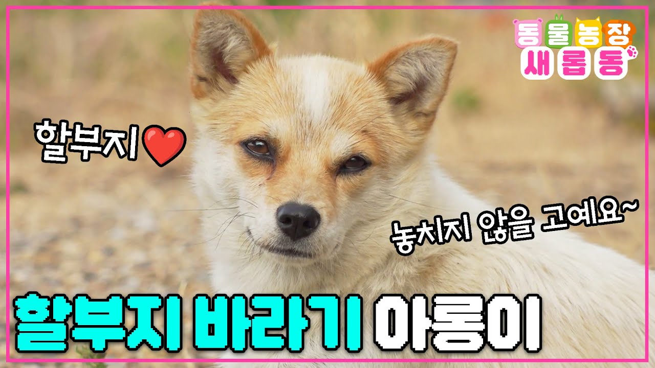 [#새롭동물농장] 할아버지만 졸졸졸~ 따라다니는 껌딱지견🌻 할아버지에게 운명처럼 찾아온 벗 아롱이❤ / EP.1188 #TV동물농장 #AnimalFarm #SBSstory