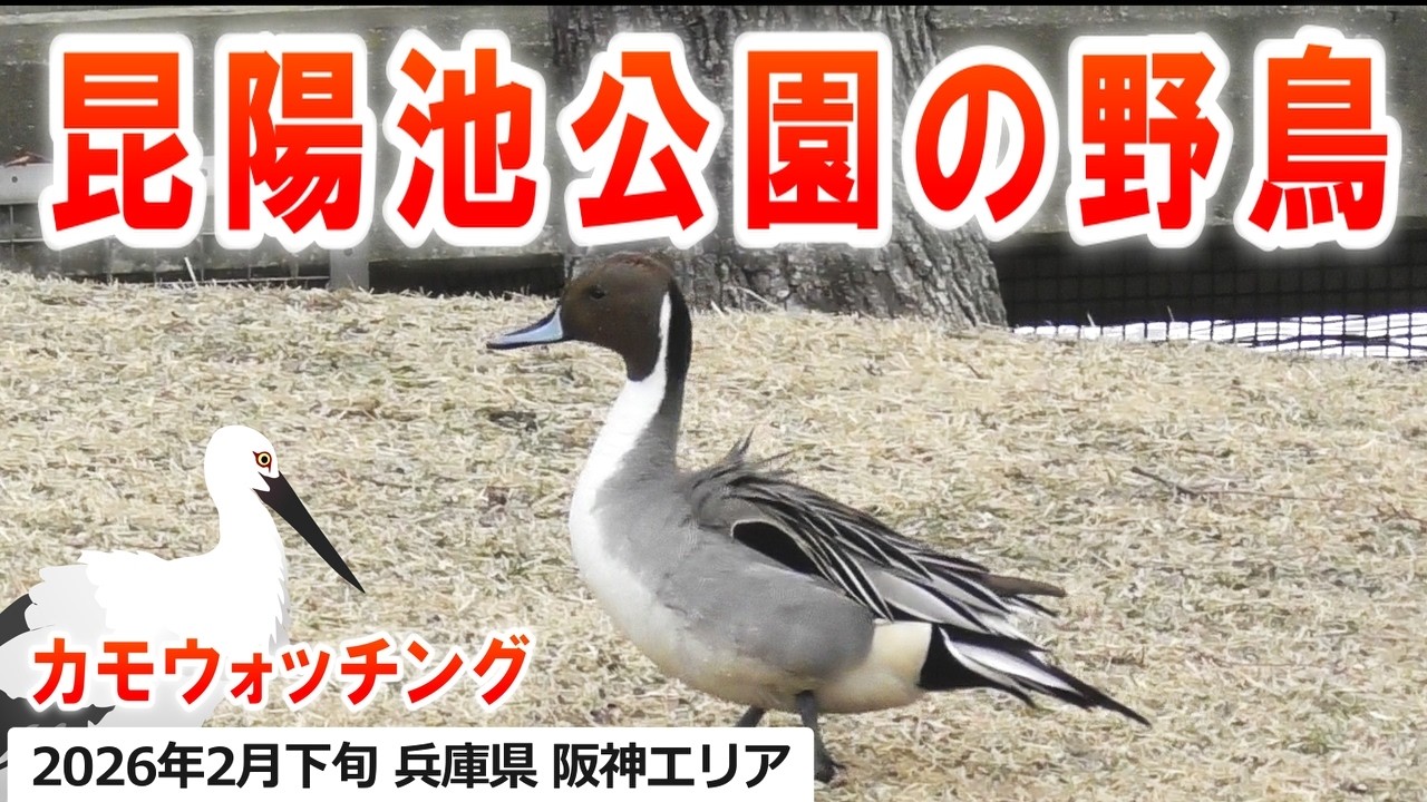 2026年2月下旬 カモウォッチング in 昆陽池公園（コウノトリ、ヘラサギ、カルガモ、マガモ、コガモ、ヒドリガモ、ハシビロガモ、キンクロハジロ、オナガガモ、カワウ、カワウの子、ミコアイサ）