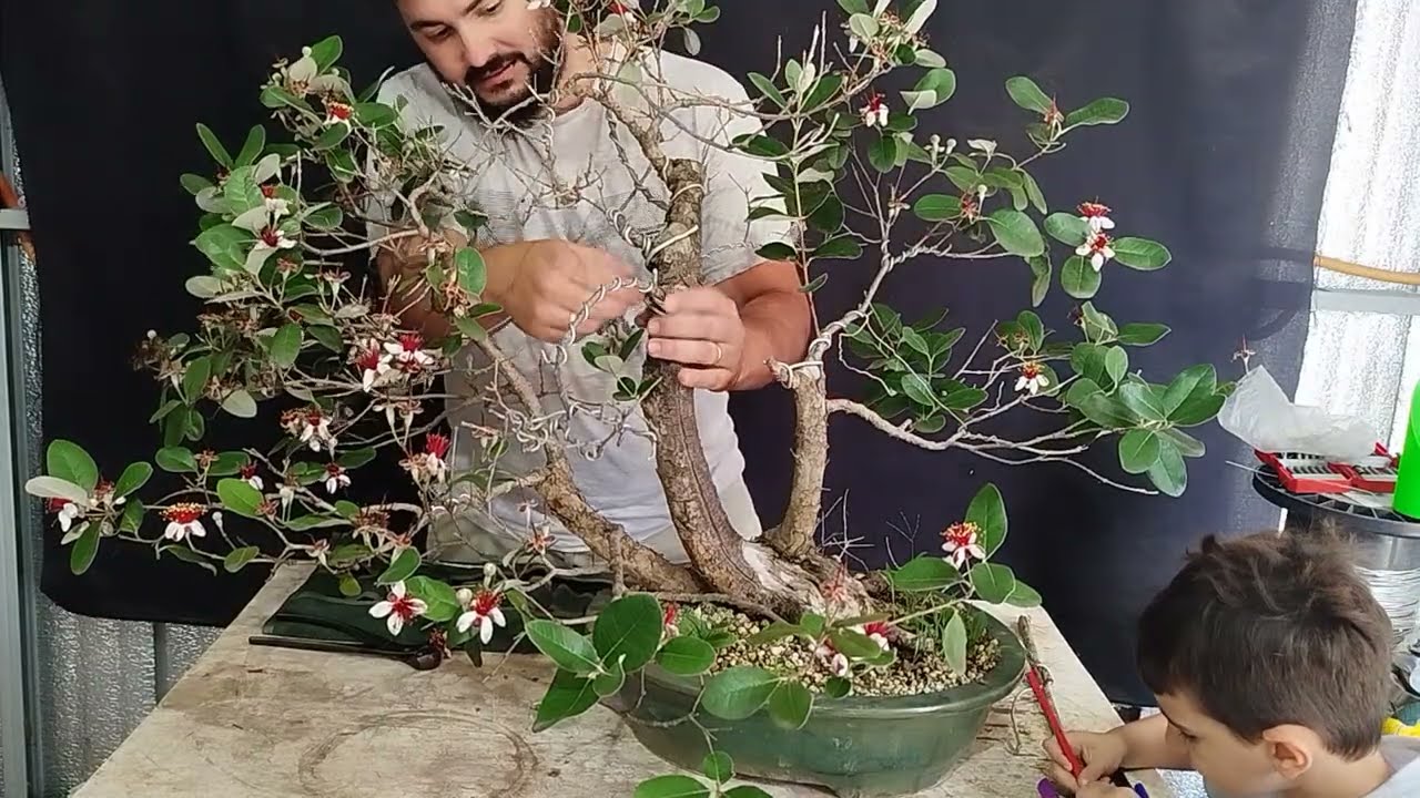Revitalizando un Falso Guayabo. Acca sellowiana.