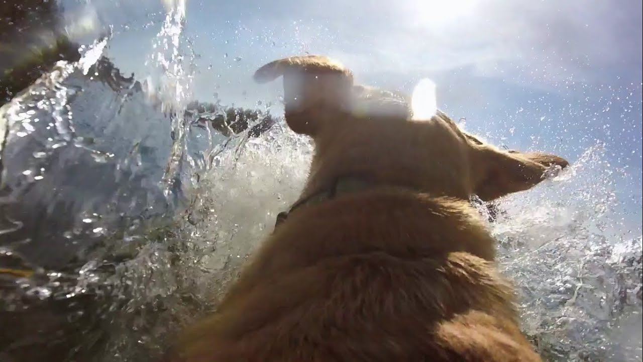 Labrador jumps into lake GoPro Hero