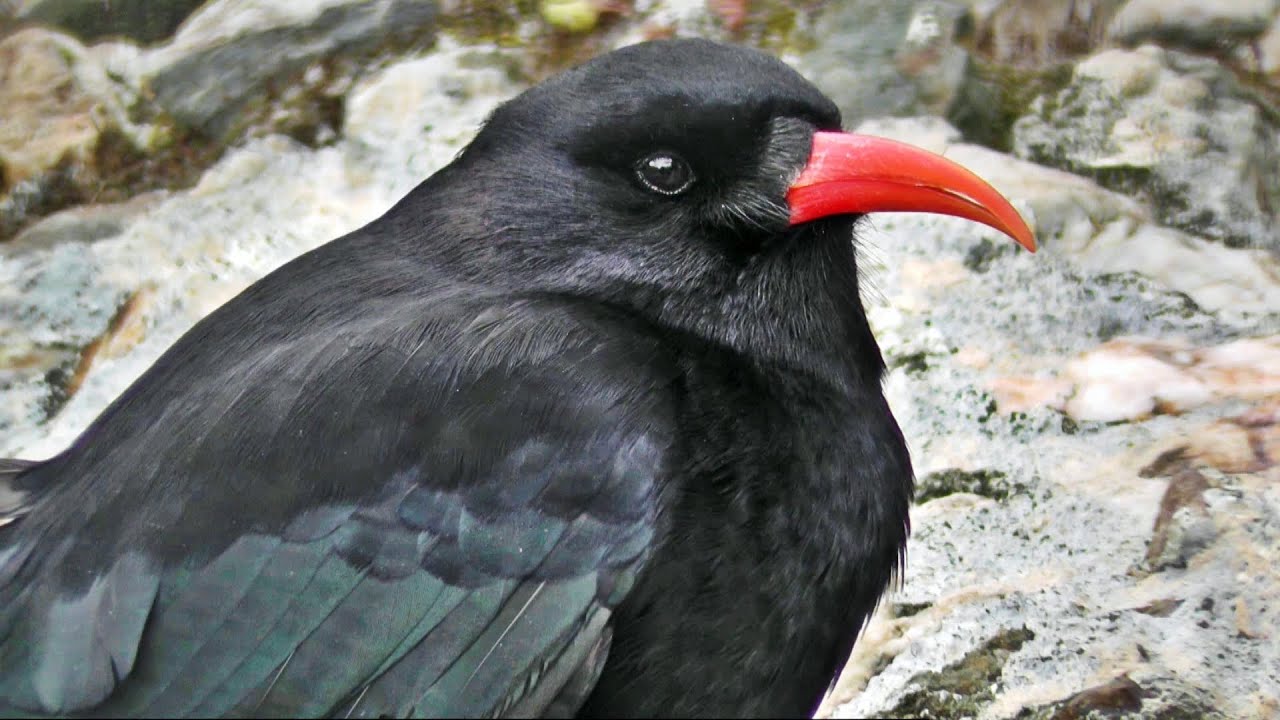 Chough Bird Close Up - Cornish Choughs