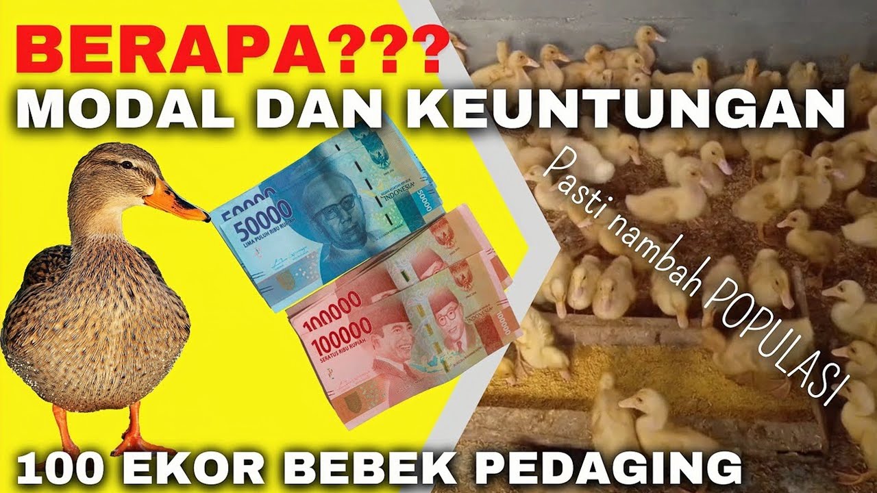 ANALISA MODAL DAN KEUNTUNGAN TERNAK BEBEK PEDAGING 100 EKOR PAKAN PABRIKAN FULL INTENSIF - RHY 4