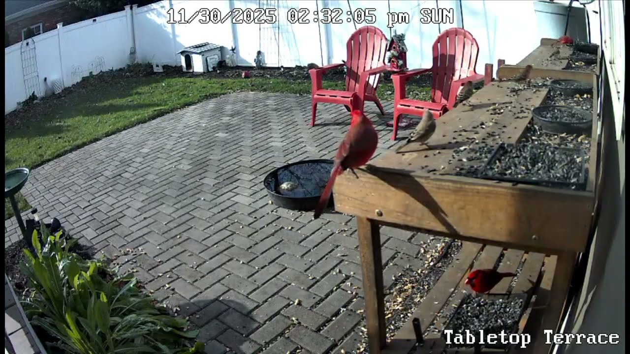 211 - SUNRISE SHENANIGANS