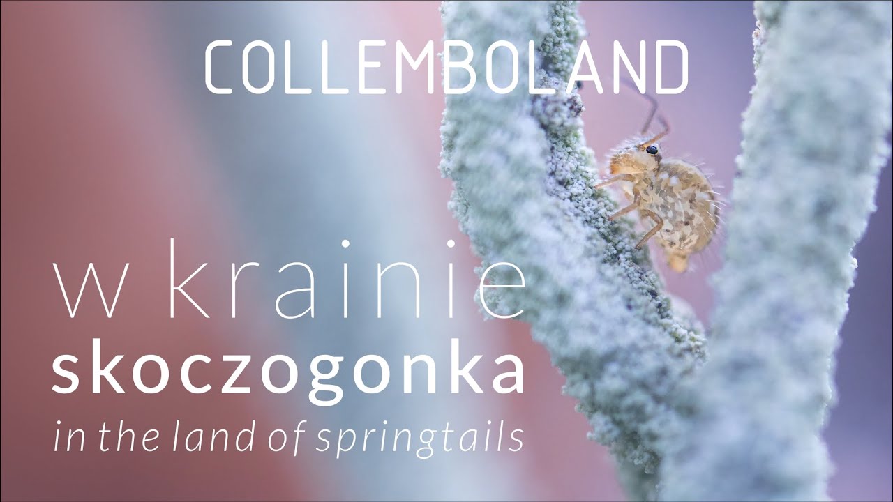 Collembola - Springtails - Skoczogonki // In the land of springtails // W krainie skoczogonka