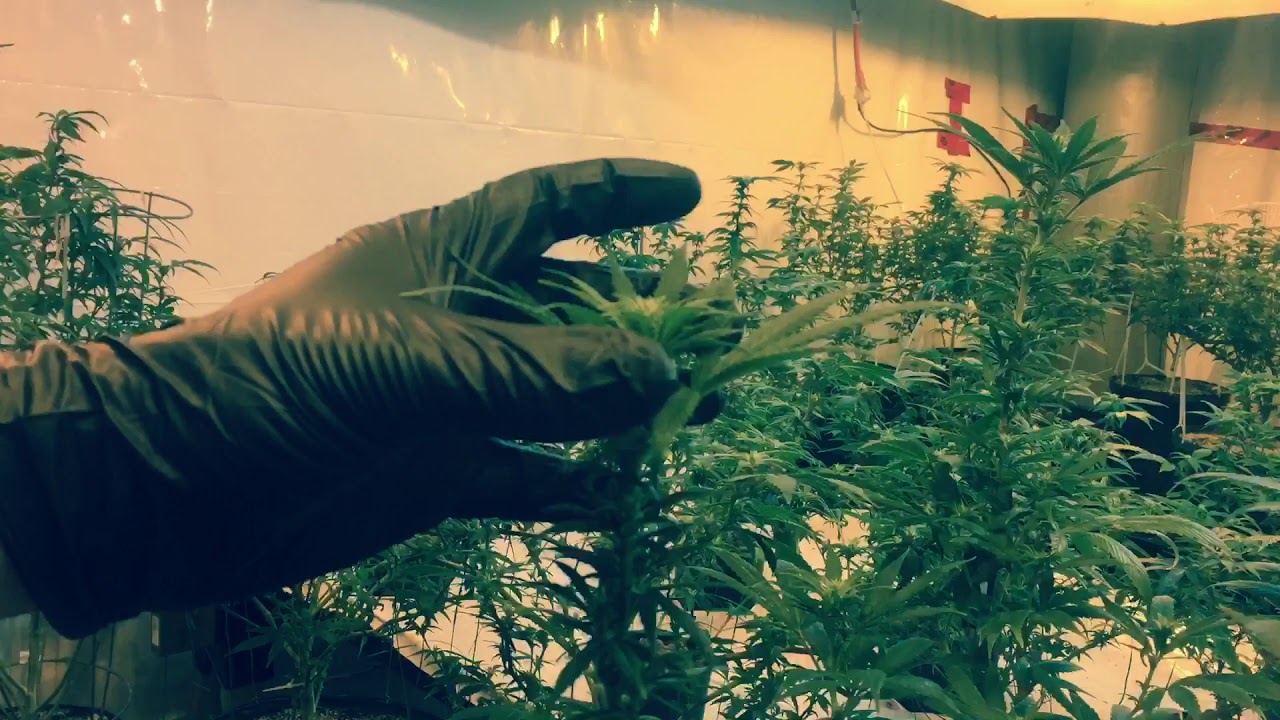 Defoliation tips. And before and after of room and plants.