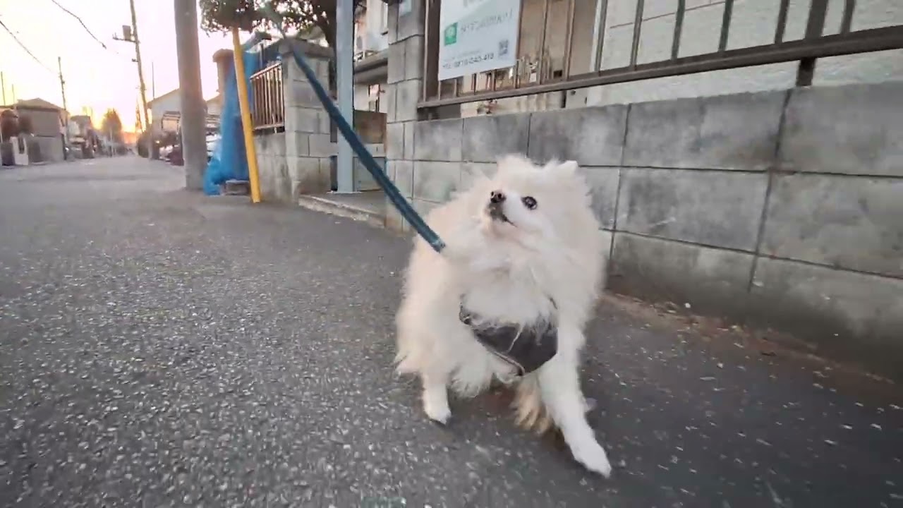 2026年2月14日土曜日　ポメラニアン？🐶　お散歩　テテ！