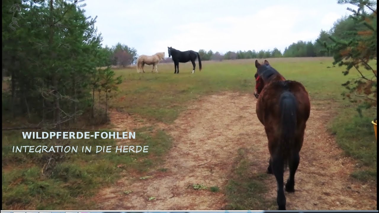Wildpferde-Fohlen, Integration in die Herde Teil 1