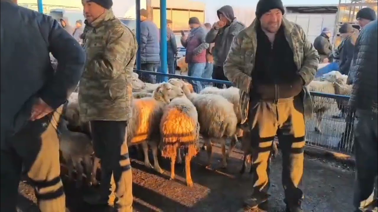 BERDE qoyun bazarı 12.19.2025