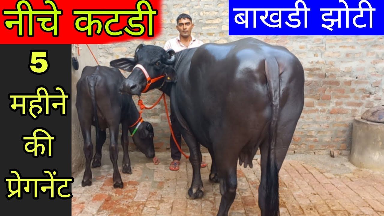 बाखडी झोटी 5 महीने की प्रेगनेंट नीचे कटडी 🔥 अर्जुन कुंगड बुल से प्रेगनेंट टॉप क्वालिटी की बाखडी झोटी