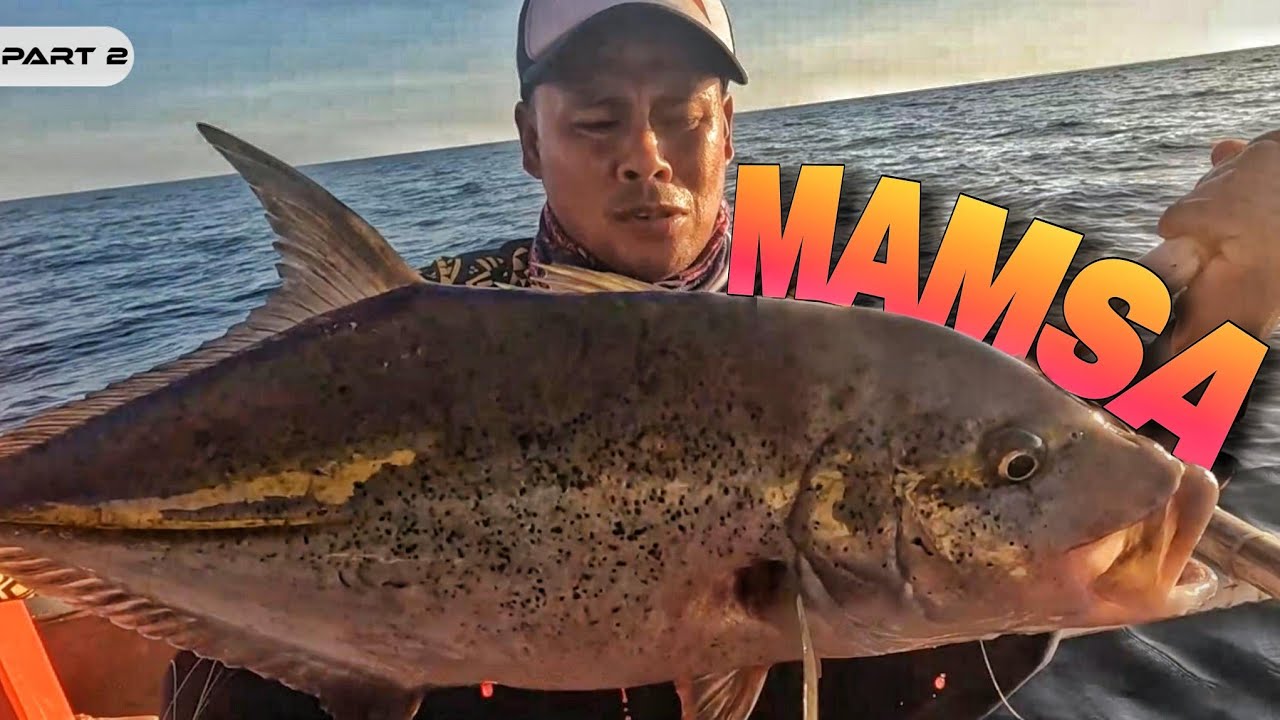 P2 - MAMSA