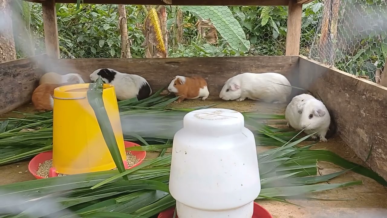 CRIANSA DE CUYES Y POLLOS LE DAMOS DE COMER
