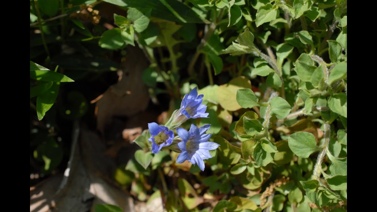Time-Lapse: Gentiana zollingeri Bloom