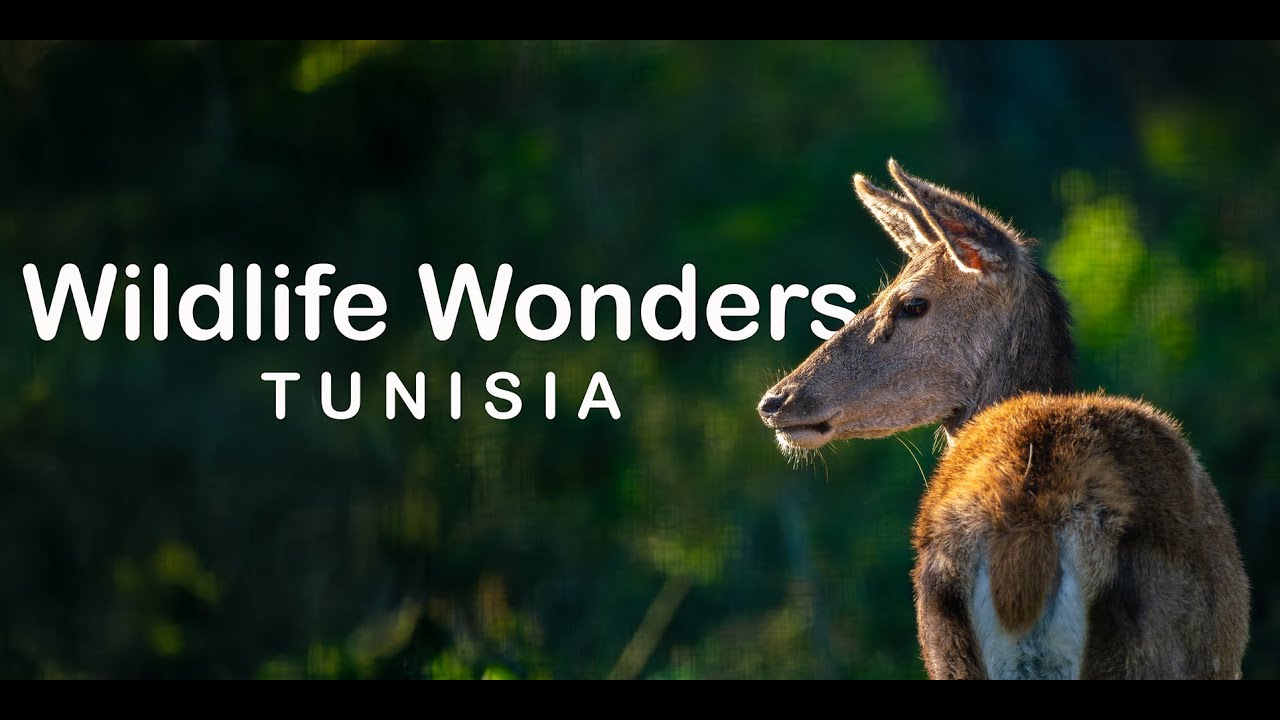 Wildlife wonders
