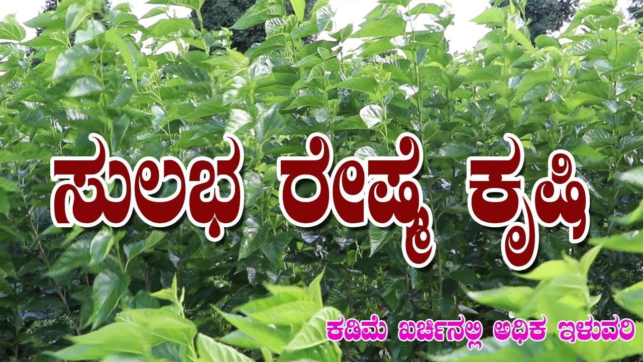 ರೈಷ್ಮೆ ಕೃಷಿಯಲ್ಲಿ ರೈತರ ಅನುಭವ||Silk||Organic Mulberry ||Hippunerale ||Silk Farming Mulberry