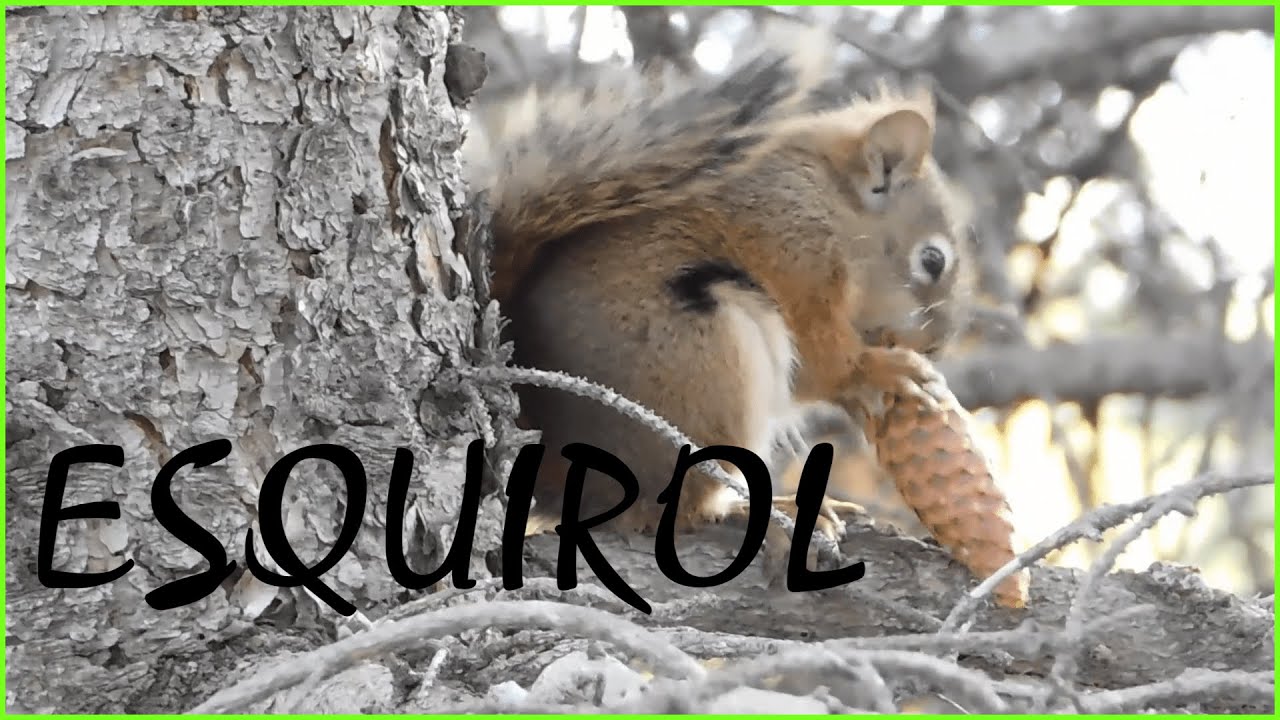 Animals 🐌🦔del bosc🐿️