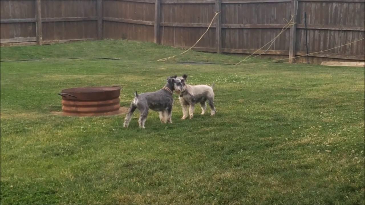 Schnauzer Wrestle Mania | Schnauzer | SchnauzerMom