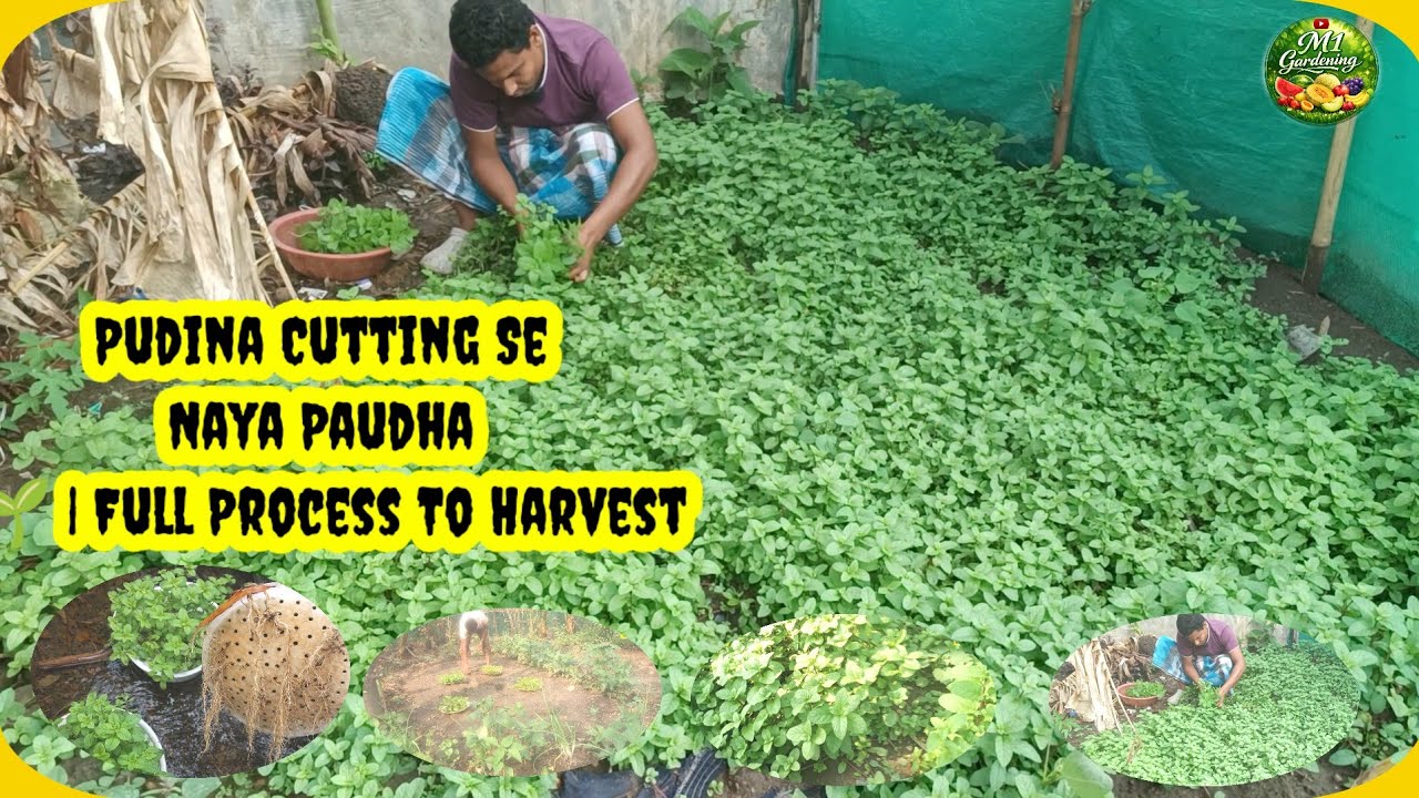 Pudina Cutting Se Naya Paudha 🌱 || Full Process To Harvest||