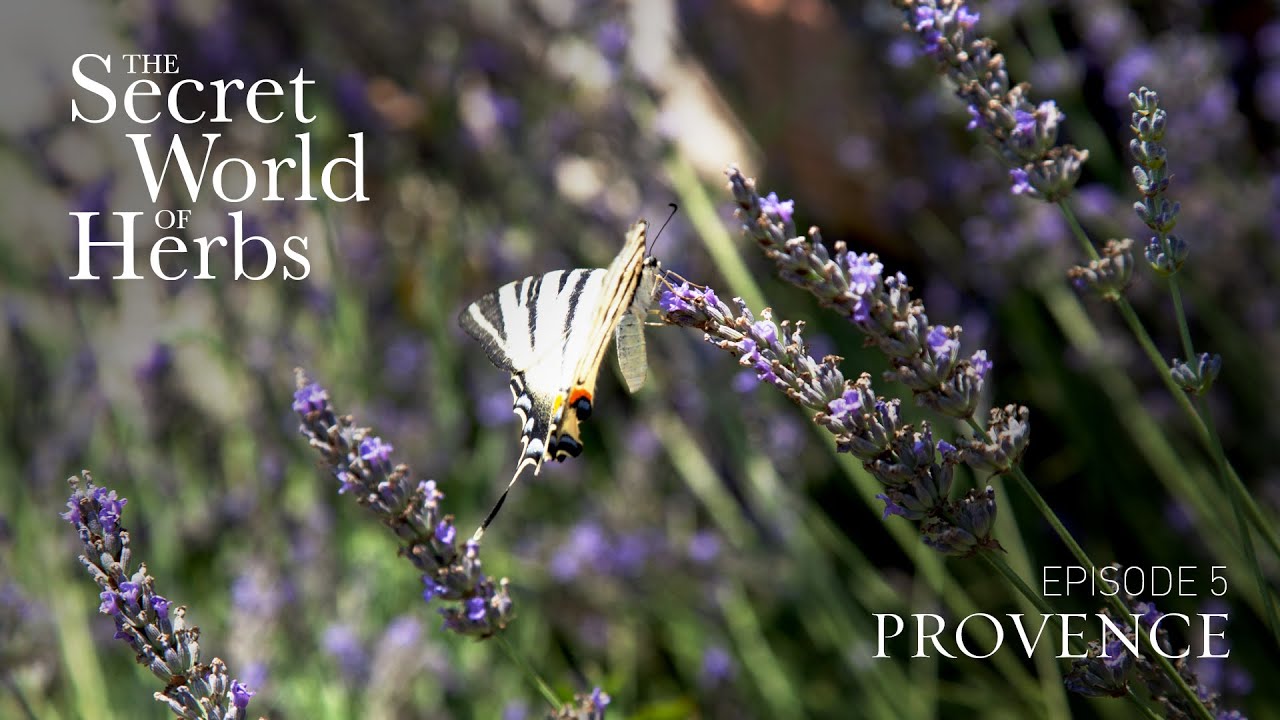 The Secret World of Herbs: In Provence (Episode 5) |  Epoch Cinema