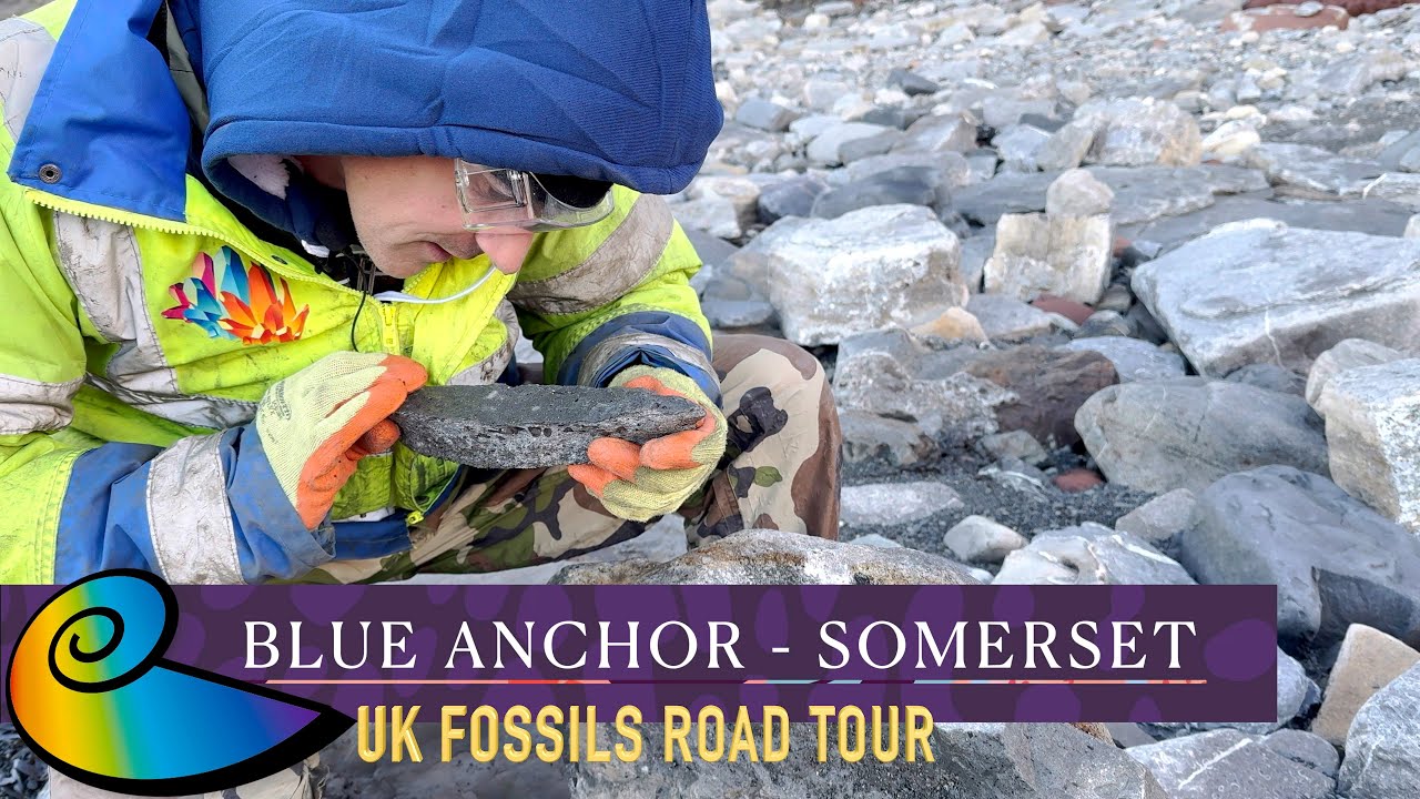 Fossil Hunting at Blue Anchor, Somerset | UK Fossils Road Tour