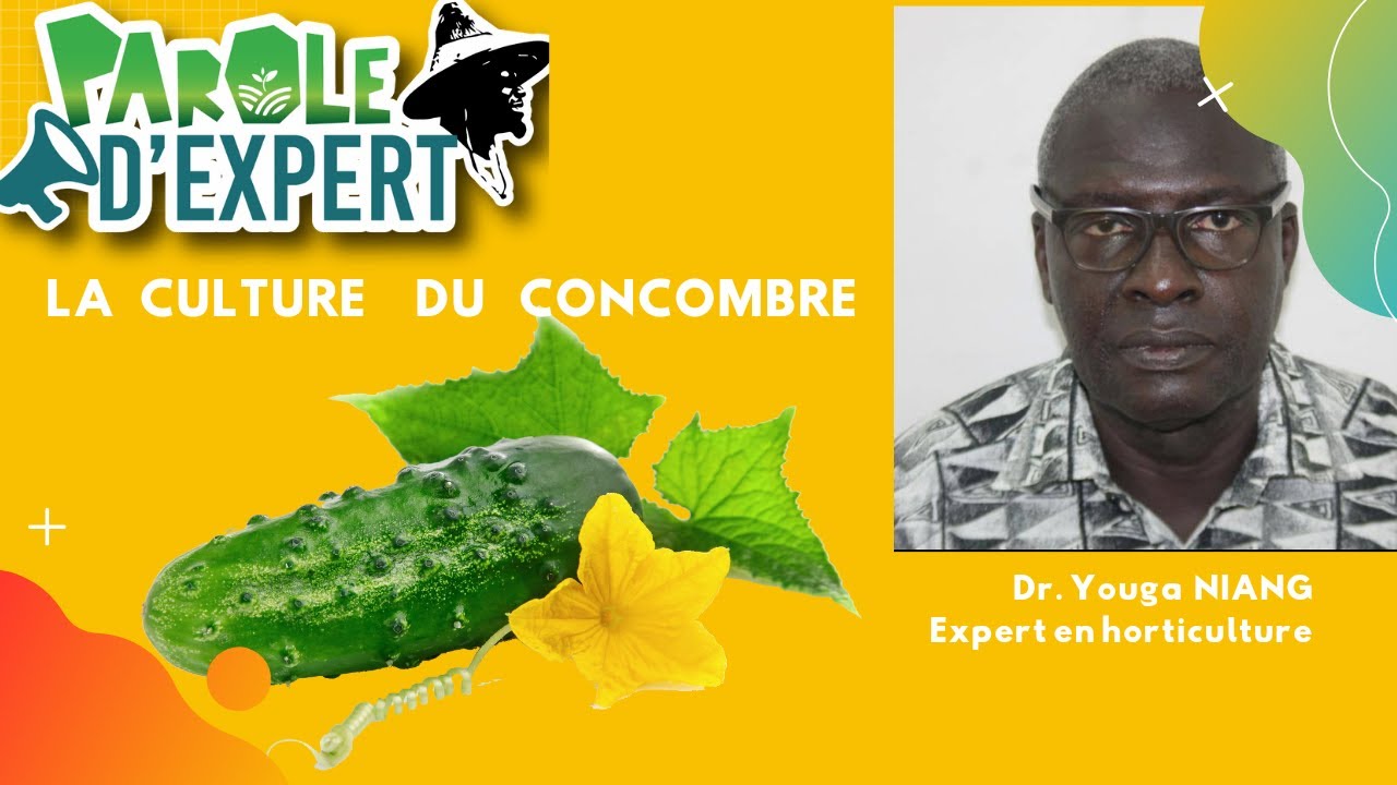 [fr] PAROLE D'EXPERT: La culture du concombre