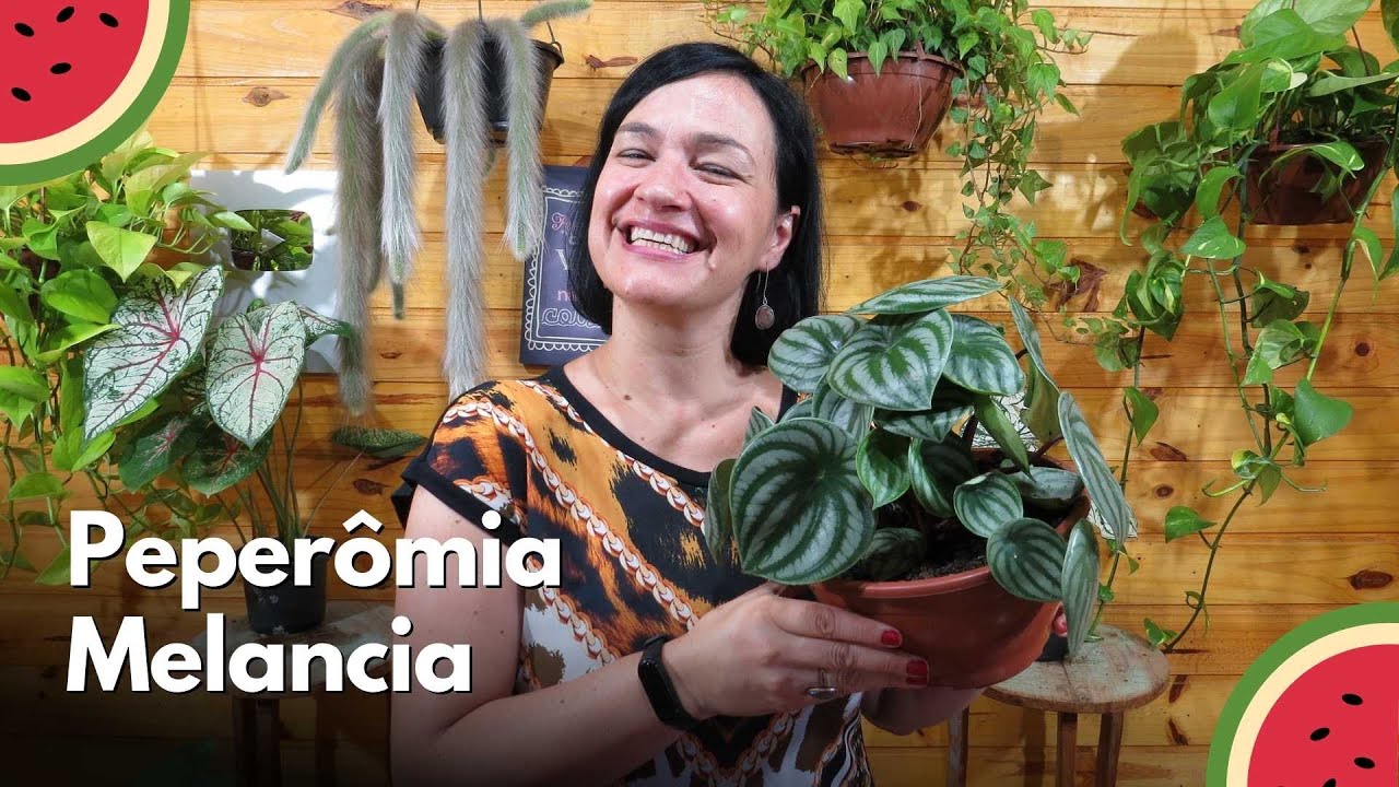 Peperômia Melancia 🍉