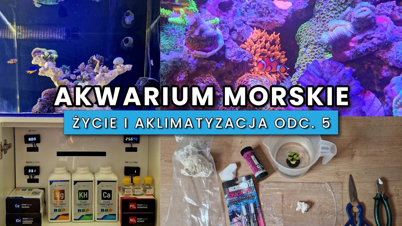 Akwarium Morskie Mitoja Capex 120 - System Smart Reef 360 od. 5 Życie i aklimatyzacja