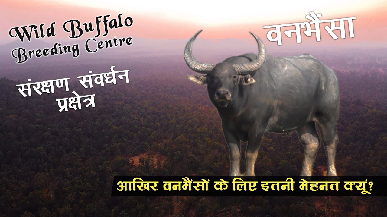 वनभैसा प्रजनन केंद्र || Wild Buffalo Conservation & Breeding Centre|| Udanti Sitanadi Tiger Reserv