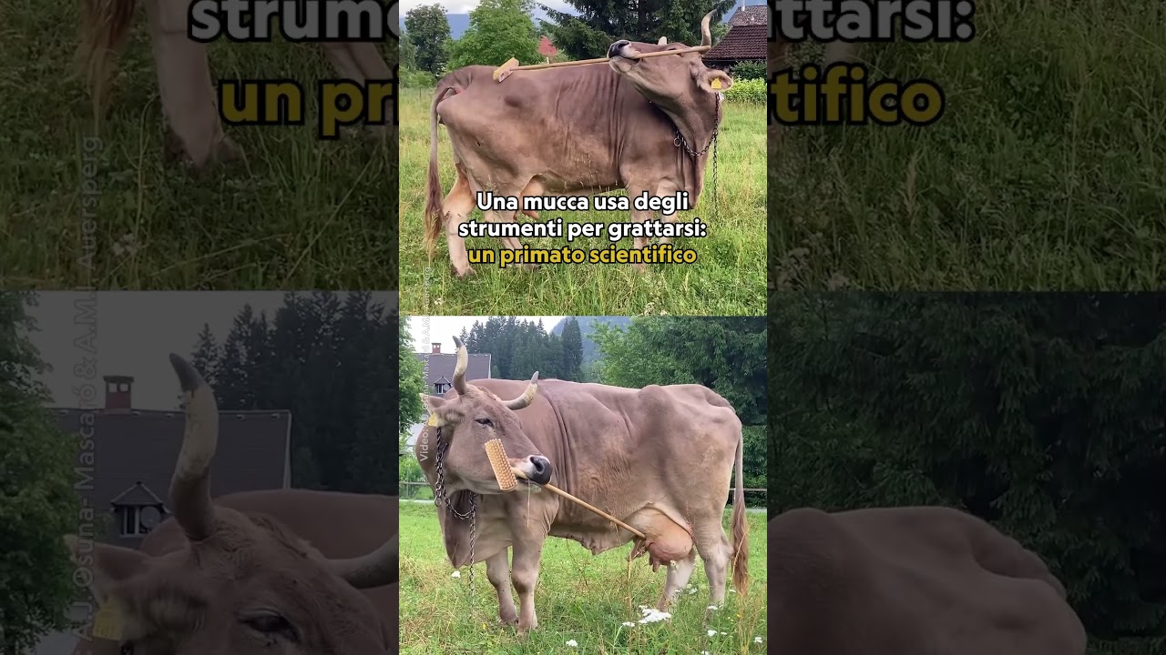 La vacca Veronika è la prima ad aver dimostrato di saper utilizzare strumenti