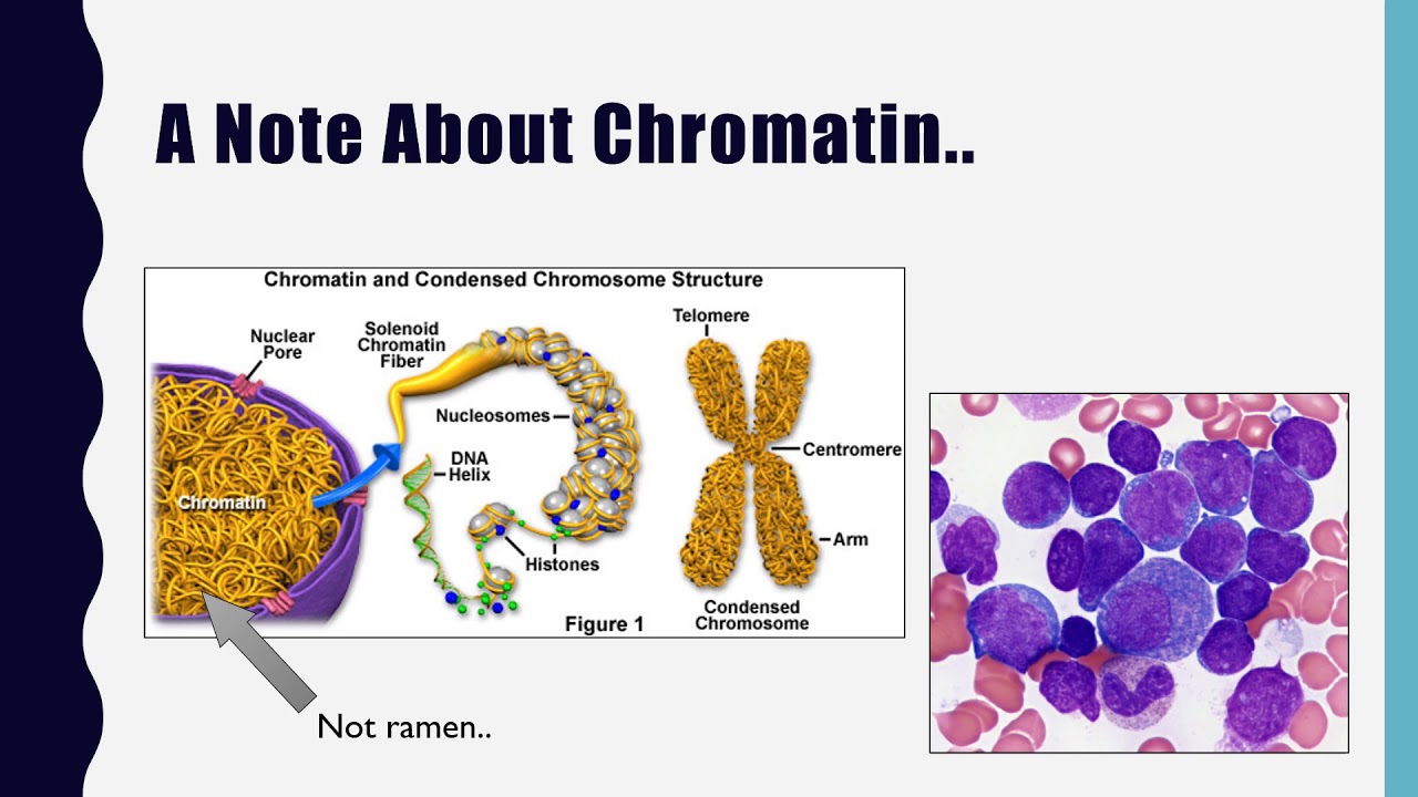 Molecular Diagnostics Lecture 3, Part 2:  Nucleic Acid & Chromosome Structure