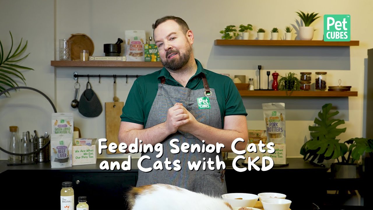 Feeding Senior Cats & Managing CKD: A Nutrition Guide for Better Kidney Health