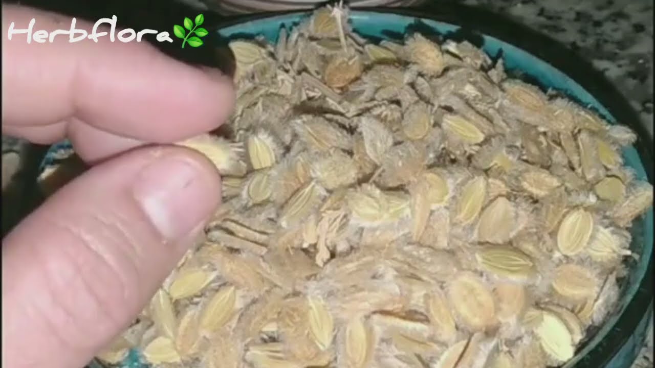 يعالج مشاكل القولون ويساعد على زيادة الوزن.. فوائد الكمون الصوفي الطبية
