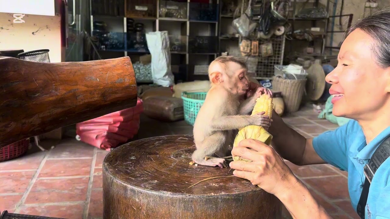 Mary eats corn #animals #mary #monkey #asmr