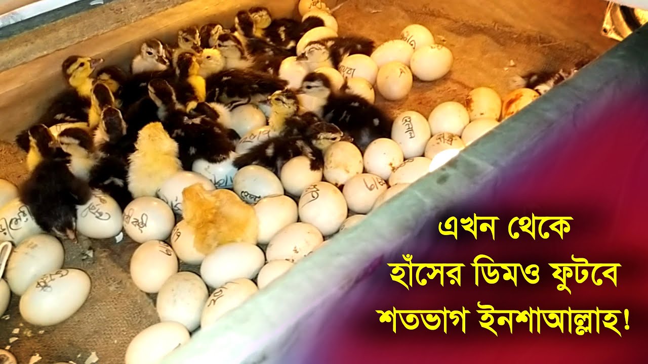 ইনকিউবেটরের শতভাগ হাঁসের বাচ্চা পাওয়ার গোপন তথ্য ফাঁস || Mamun Hasan. Vlogs @mh.v