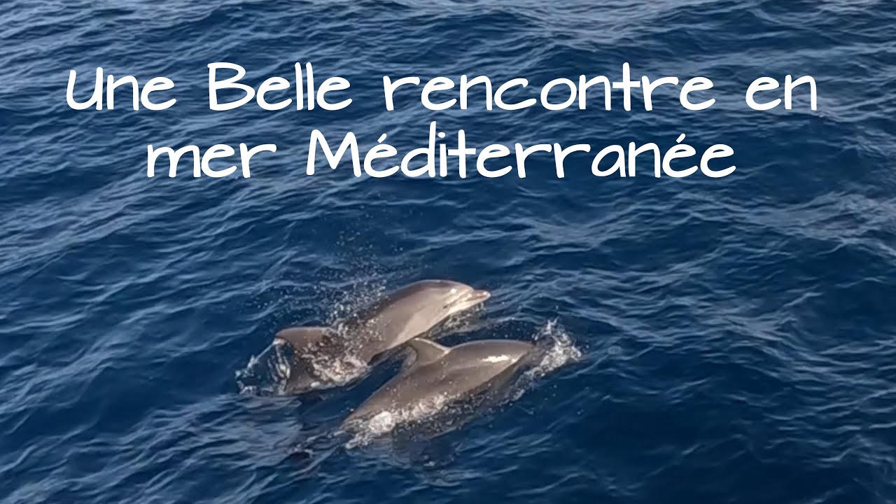 LES DAUPHINS d'Argelès-sur-Mer🐬