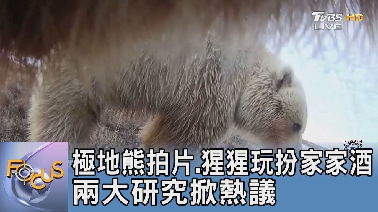 極地熊拍片.猩猩玩扮家家酒  兩大研究掀熱議｜FOCUS午間新聞 20260226 @TVBSNEWS01