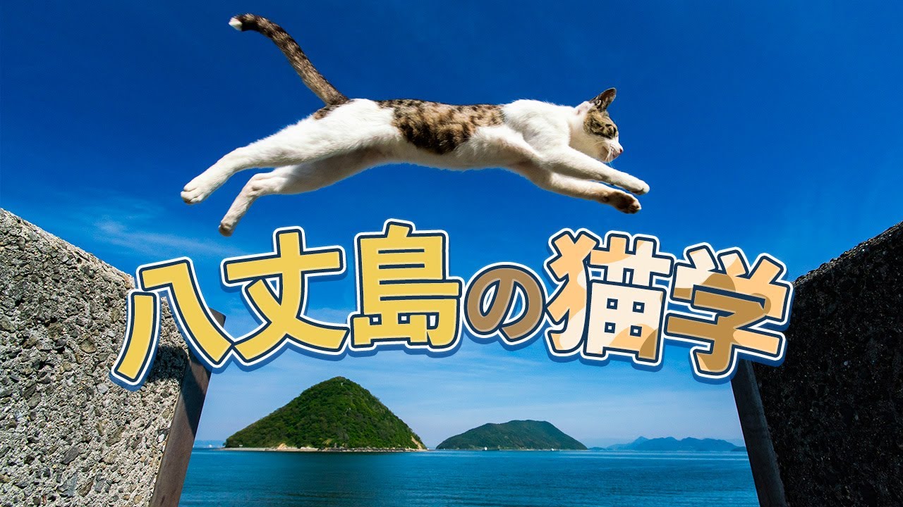 八丈島における猫の民話を集めた本、すごすぎる