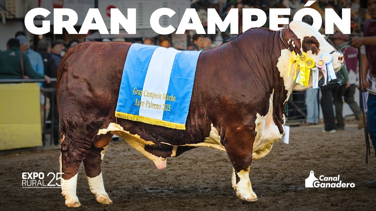 GRAN CAMPEÓN MACHO BRAFORD PALERMO 2025