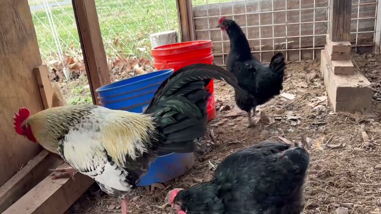 Collect “eggs “for 2days