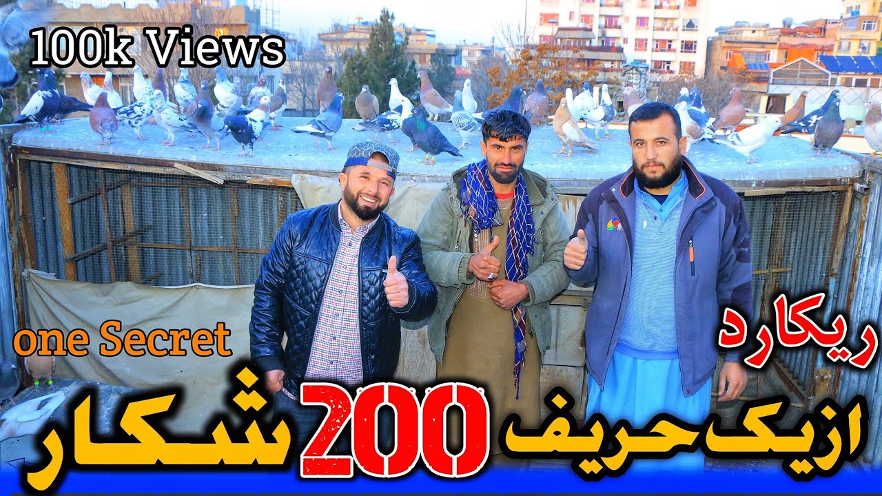Один секрет и охота на 200 голубей || Двести голубей, на которых охотится всего один противник | ...