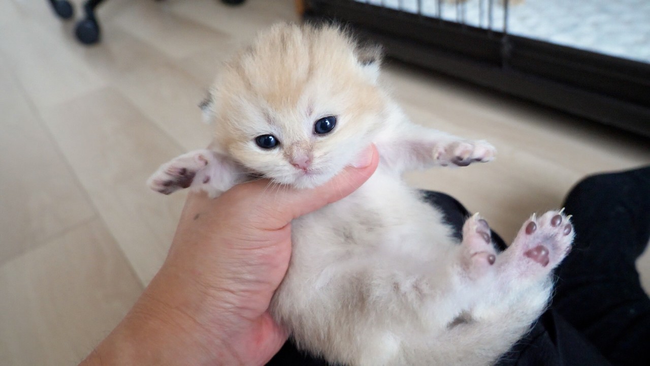 Cute kitten gets restless whenever it's even slightly separated from its mother cat...