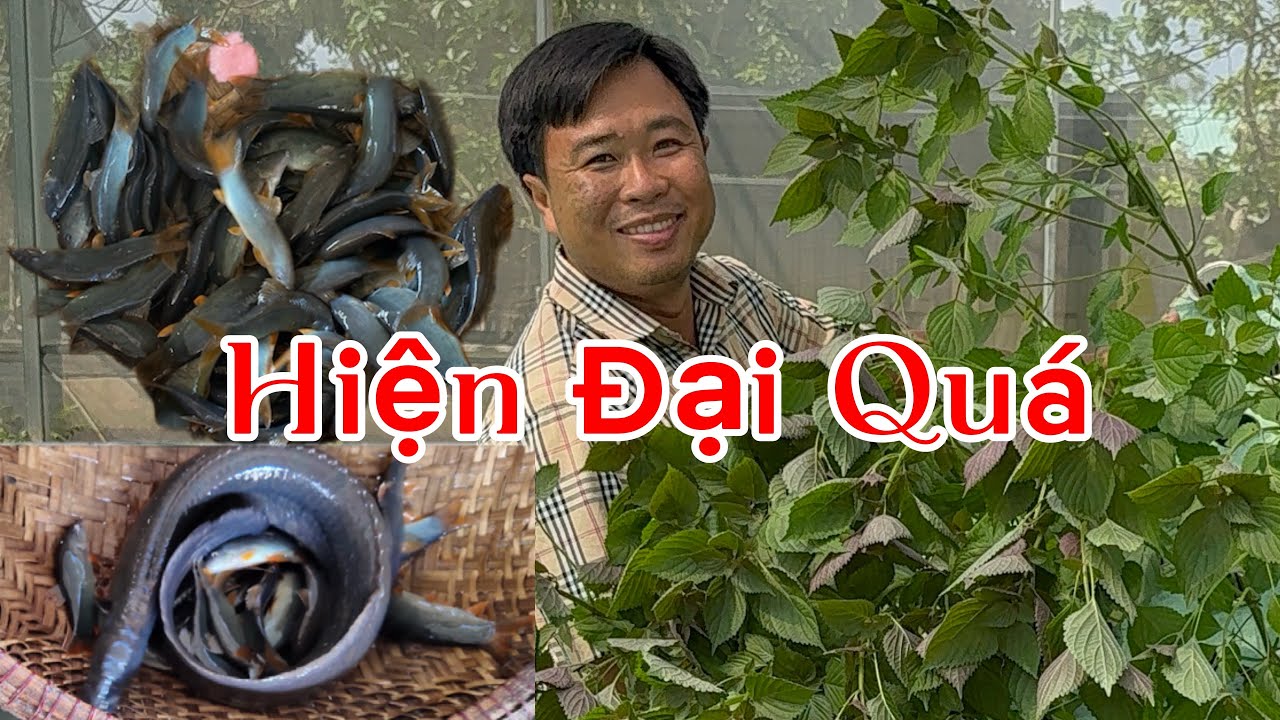 Trồng Rau Nuôi Cá Chung Một Nước – Mô Hình Nuôi Trồng Ở Phong Điền Cần Thơ Khiến Ai Cũng Bất Ngờ
